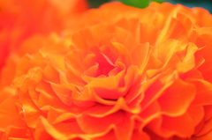 花⑪