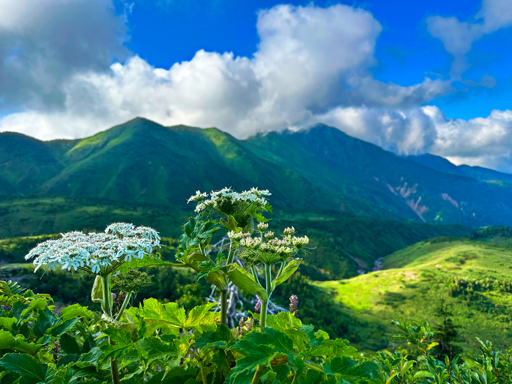 白山の花①