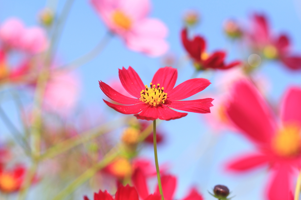 秋の花と言えばコスモス