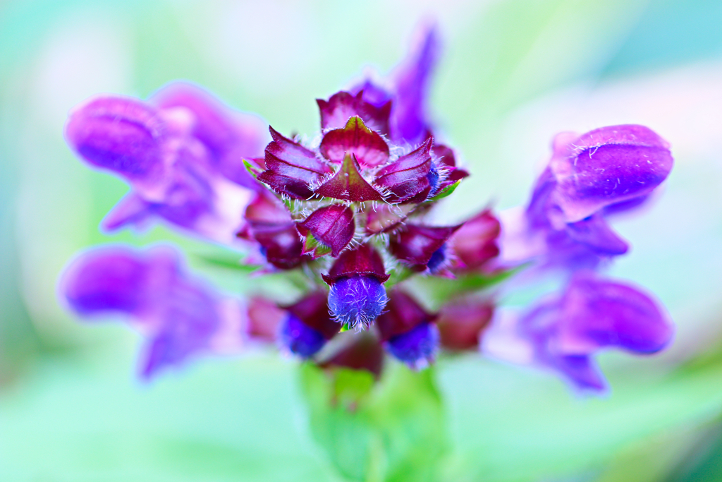 白山の花㉔