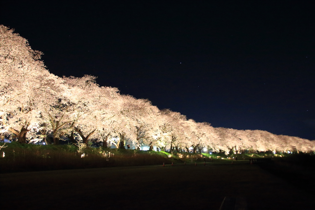 我が街の桜自慢④