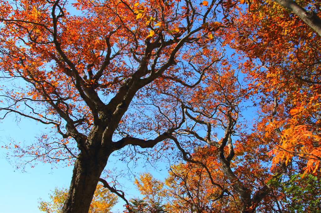 チブリ尾根の紅葉④