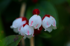 白山の花⑮