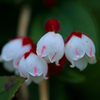 白山の花⑮