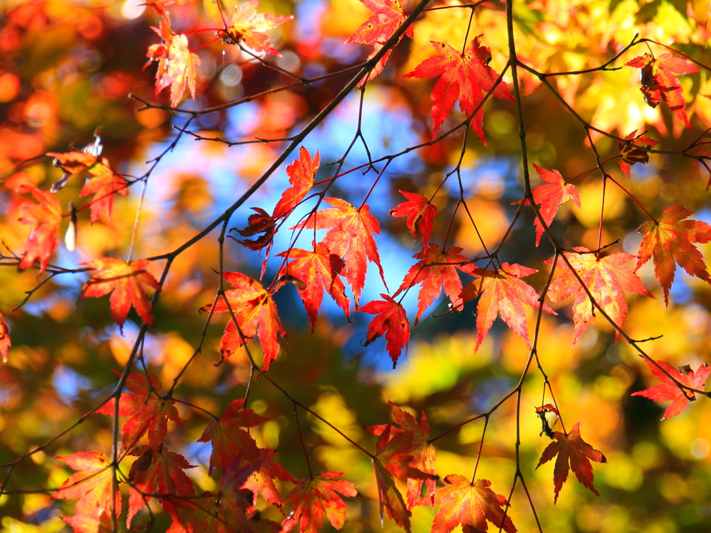 陽光を浴びて輝く紅葉