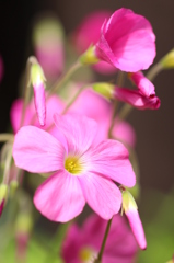 庭に咲く花①