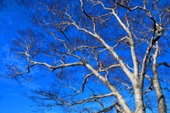 青空と白き枝