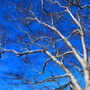 青空と白き枝
