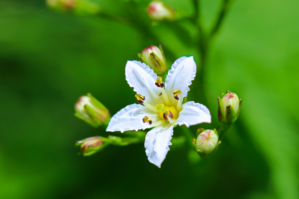 白山の花