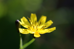 白山のお花④