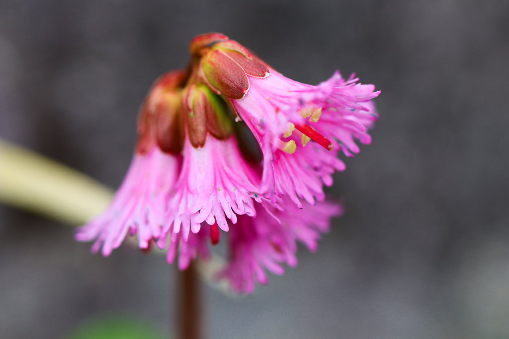 白山の花⑥