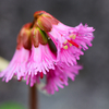 白山の花⑥