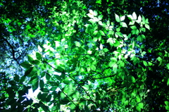 陽光を浴びて輝く緑葉