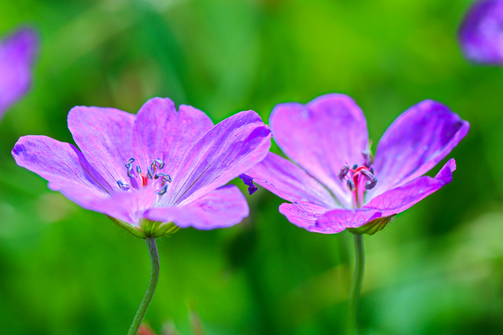 白山の花⑤