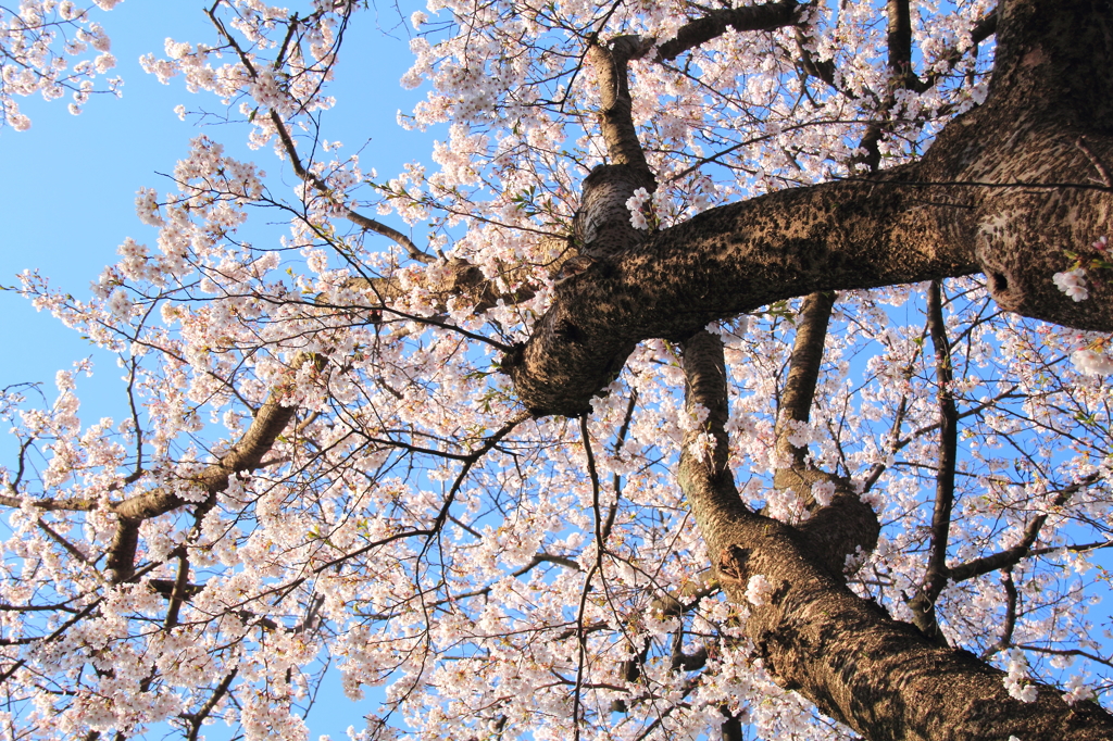 我が町の桜自慢⑥