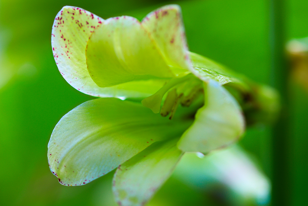 白山の花㉚