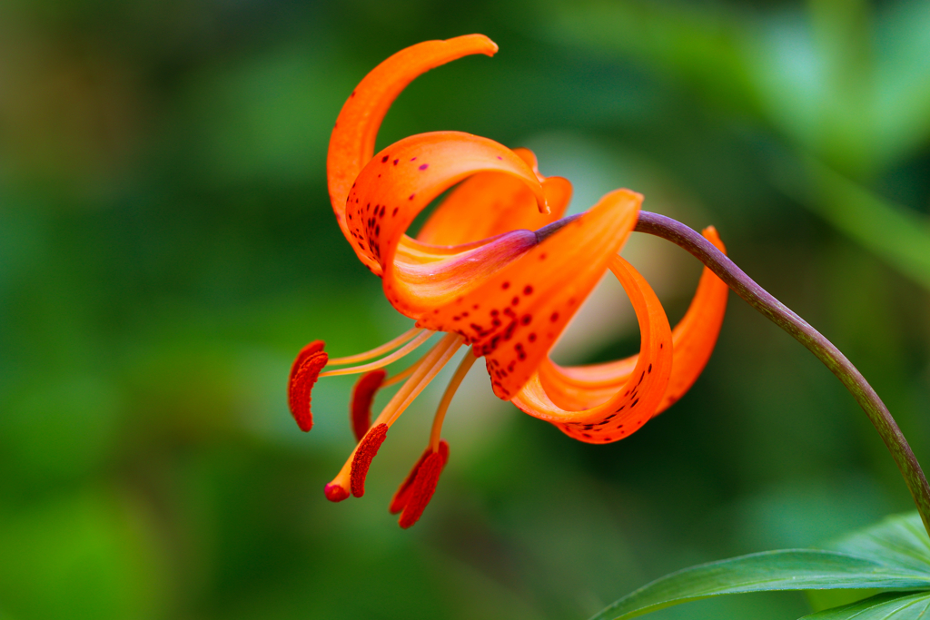 白山の花㉓