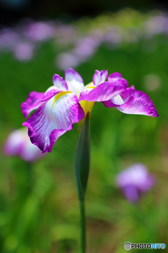 菖蒲園②