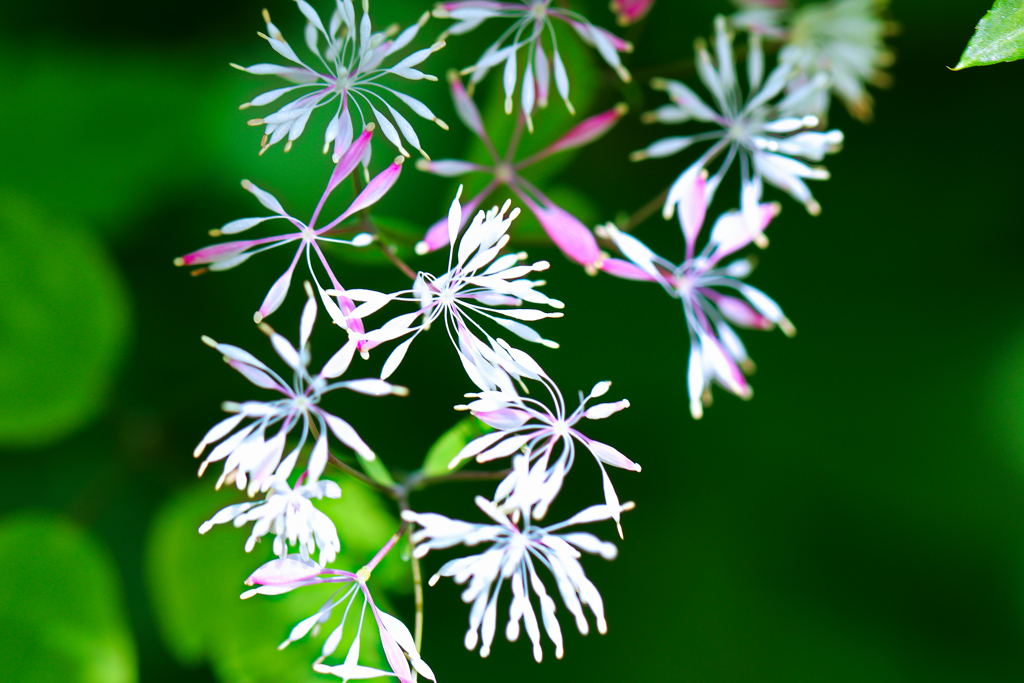 白山の花⑪