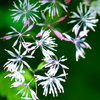 白山の花⑪