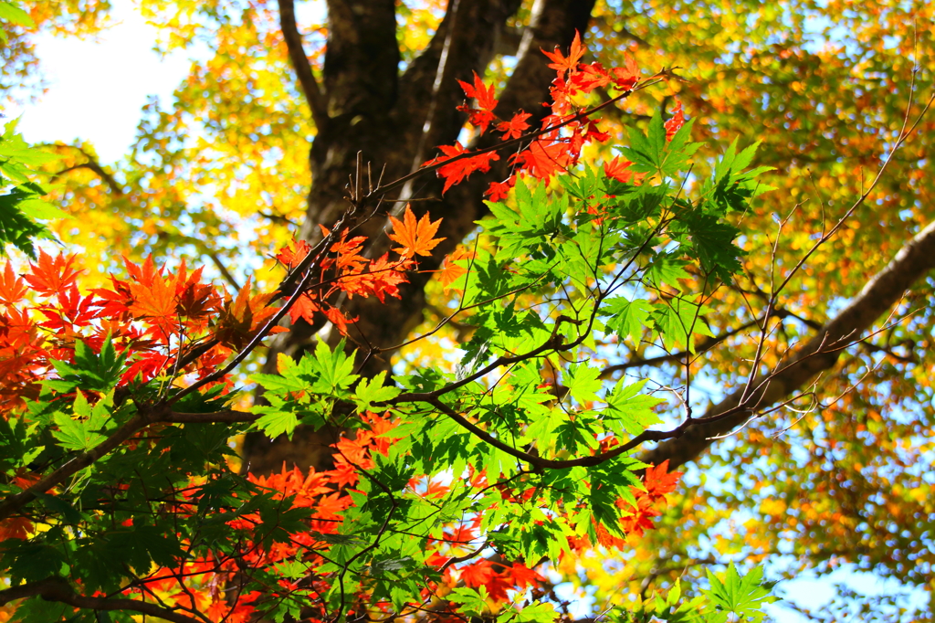 チブリ尾根の紅葉⑨