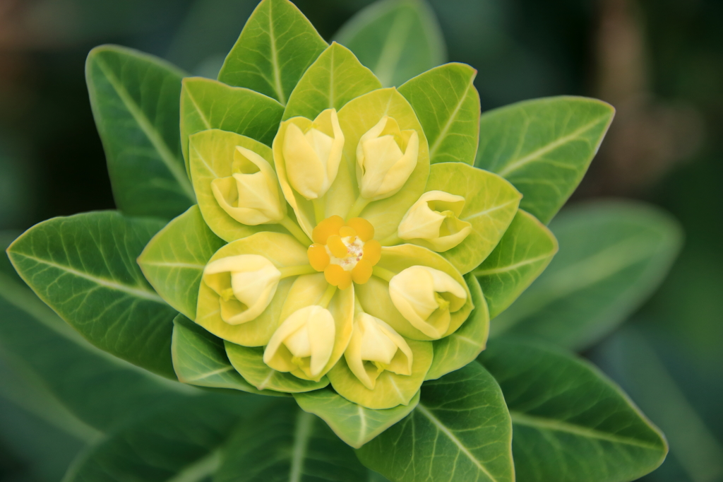 白山のお花①