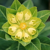 白山のお花①