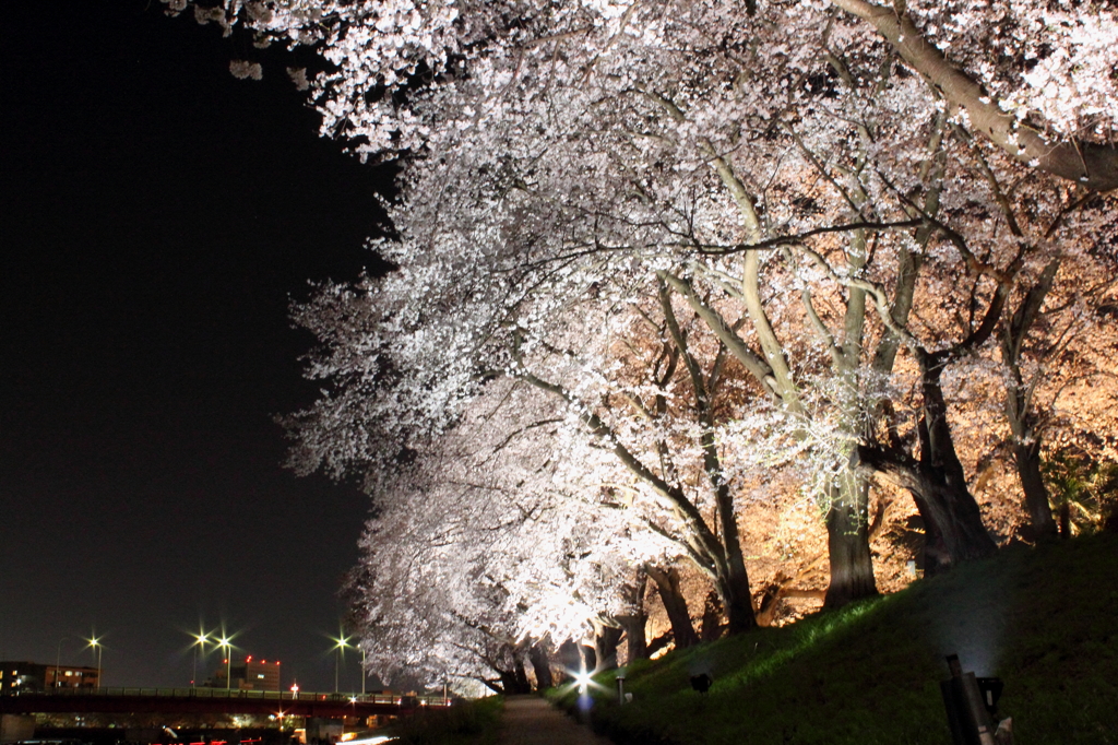 我が町の桜自慢