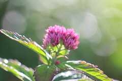 白山のお花③