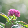 白山のお花③