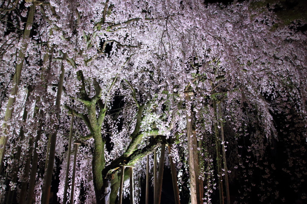 我が街の桜自慢