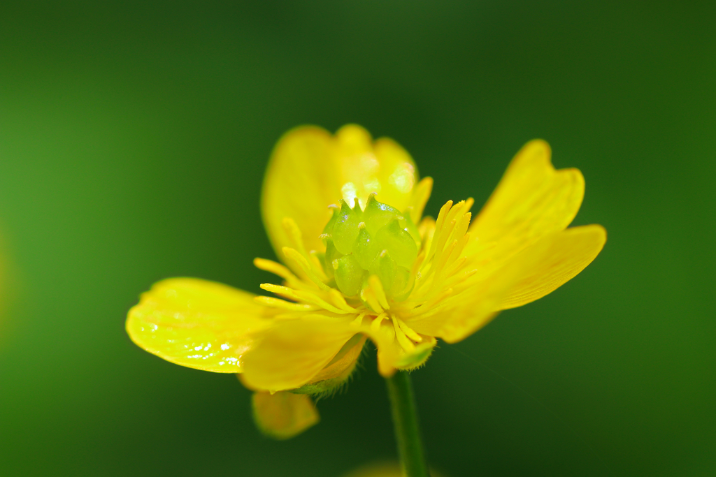 白山の花⑧