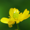 白山の花⑧