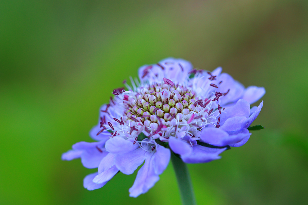 白山の花㉕ by ｋａｚｕ （ID：11964219） - 写真共有サイト:PHOTOHITO