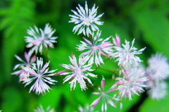 花火
