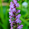 白山の花⑭