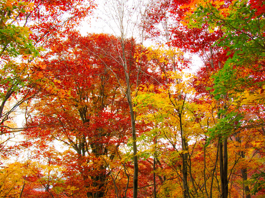 紅葉真っ盛り