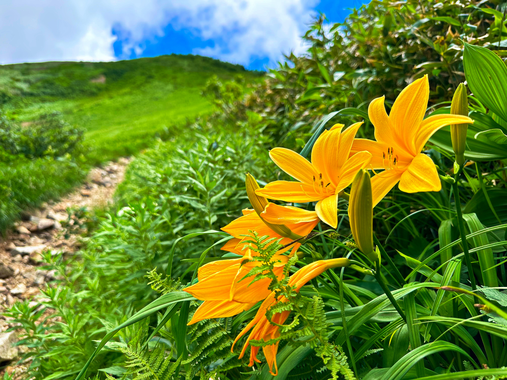 白山の花②