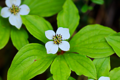 白山の花㉑