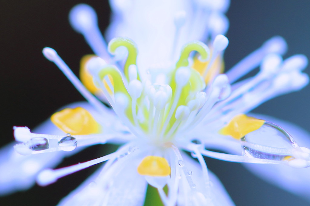 花③