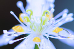 花③