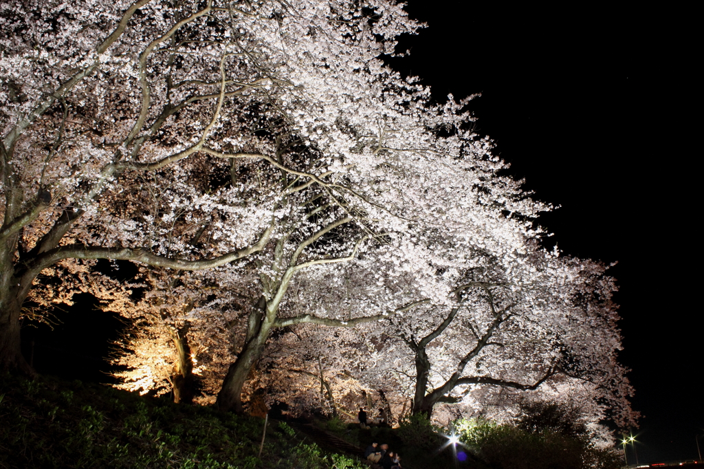 我が町の桜自慢③