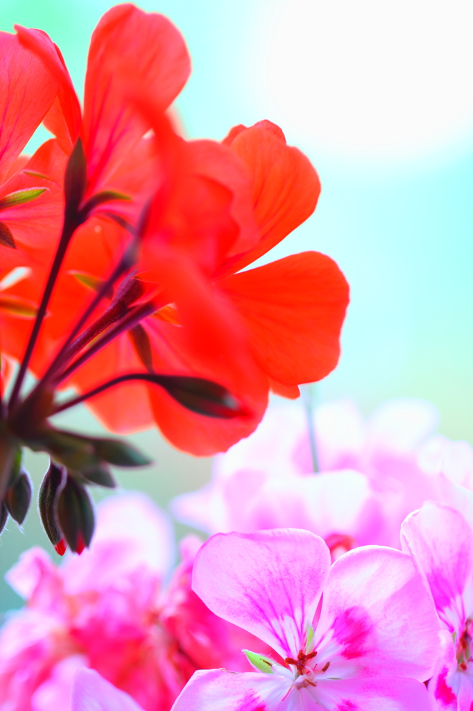 花壇の花②