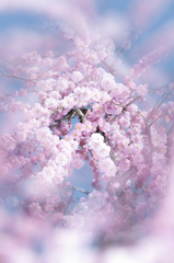 梅