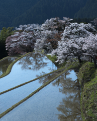 三多気の桜