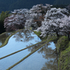 三多気の桜