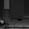 日野祭4