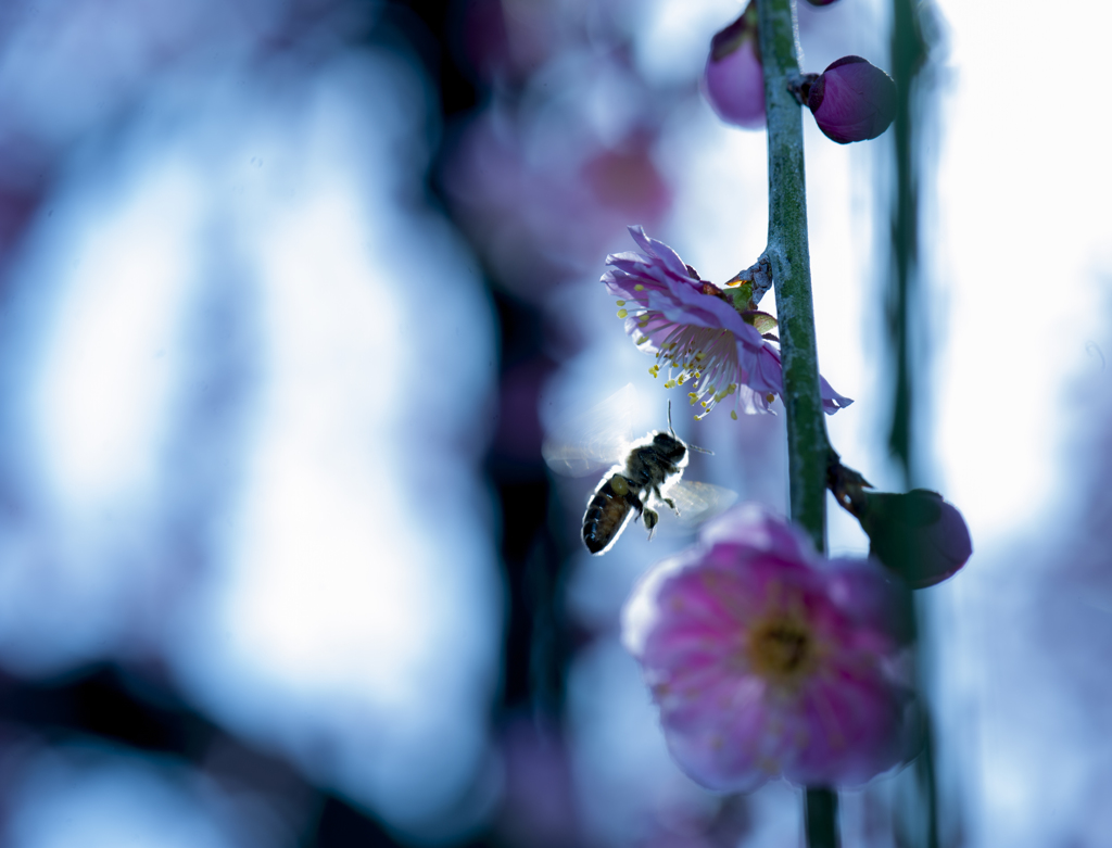 甘い蜜に誘われて