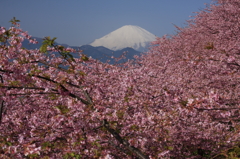 春桜花