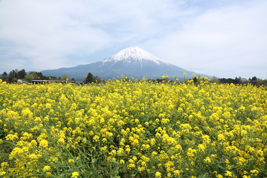 菜の花畑